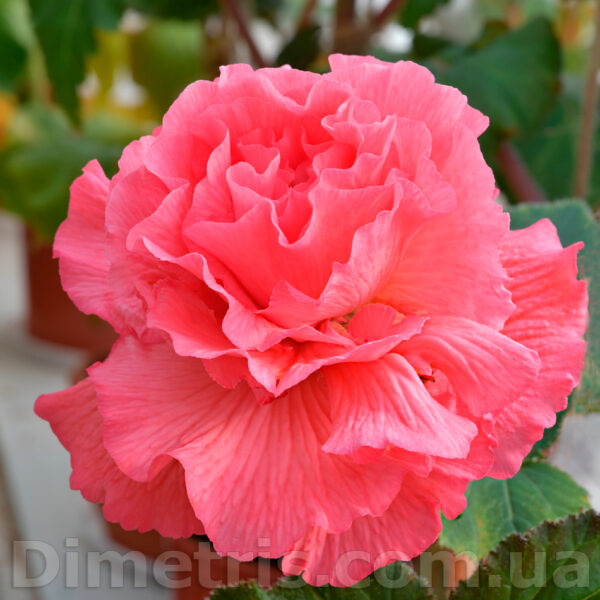 dsc_1918_152