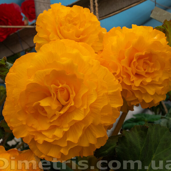 dsc_3411_205