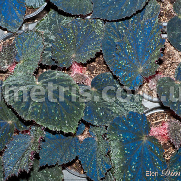 dsc_3484_924 dsc_3484_924