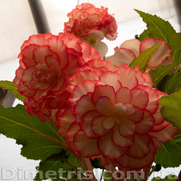 dsc_3516_101