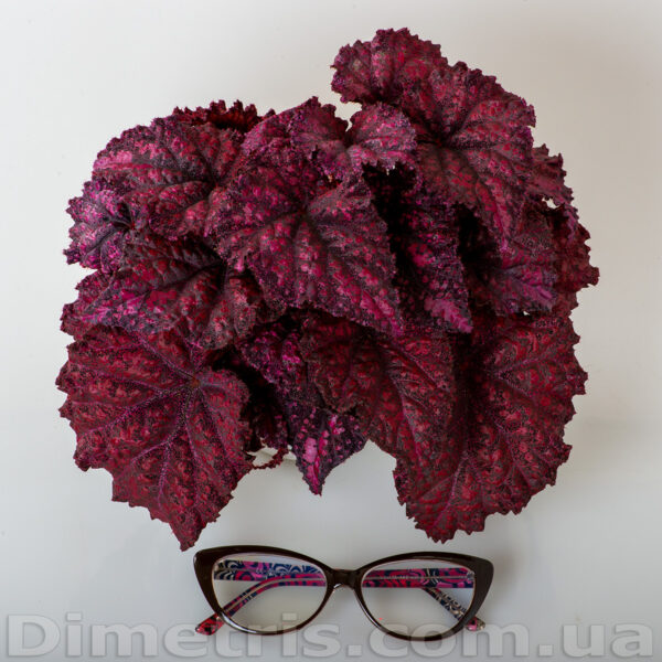 dsc_5212_669