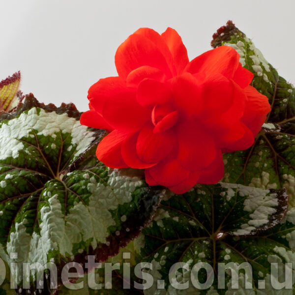 dsc_6075_196