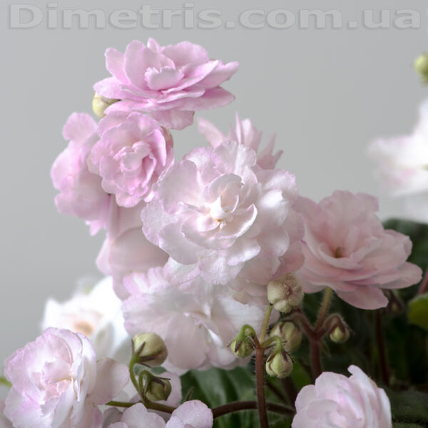 dsc_6318_995