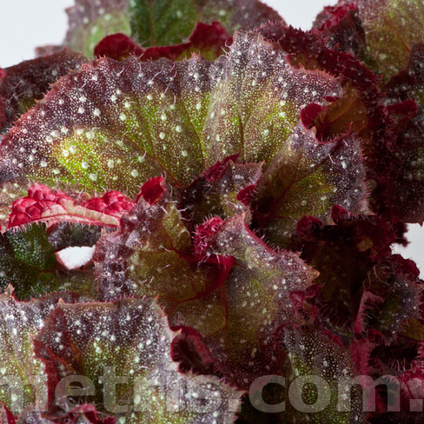dsc_6865_168