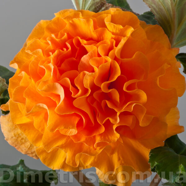 dsc_7567_882