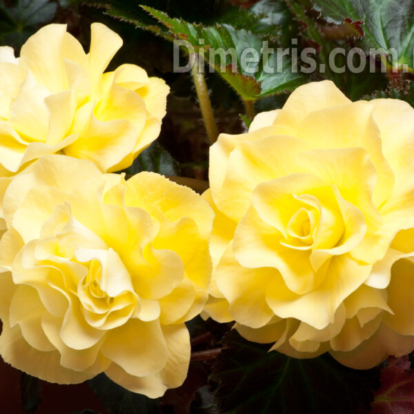 dsc_7621_636