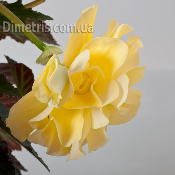 dsc_7626_646