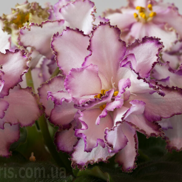 dsc_7704_912