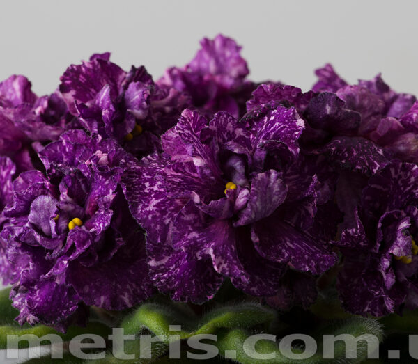 dsc_7883_190