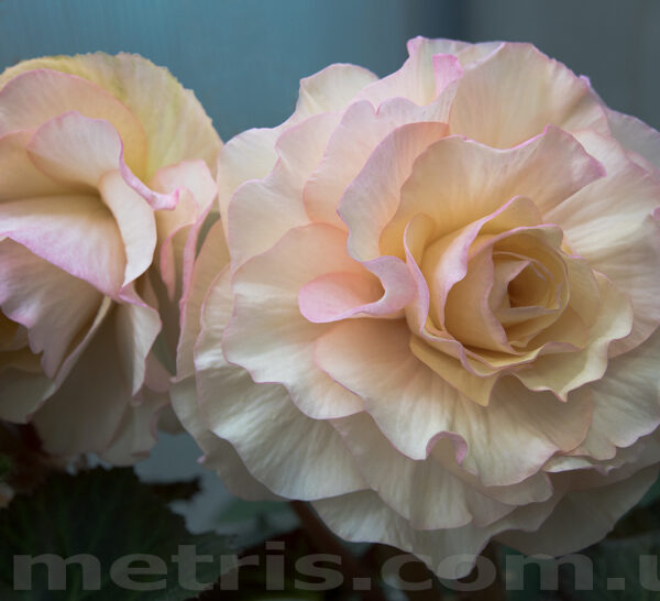 dsc_7888_147