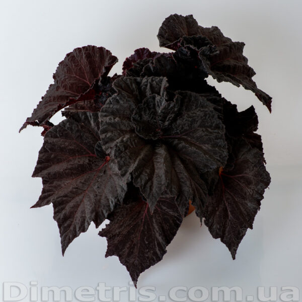 dsc_7914_172-1
