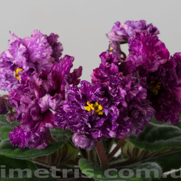 dsc_8098_162