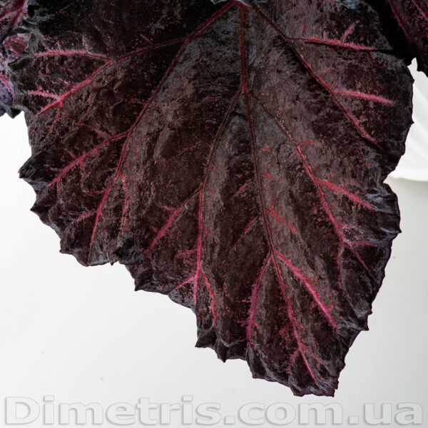 dsc_8855_706 dsc_8855_706