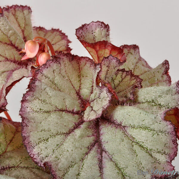 dsc_9107_151