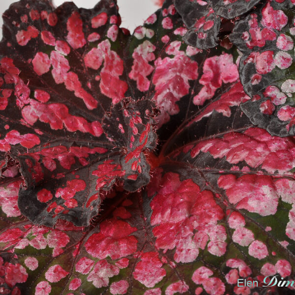 dsc_9134_134