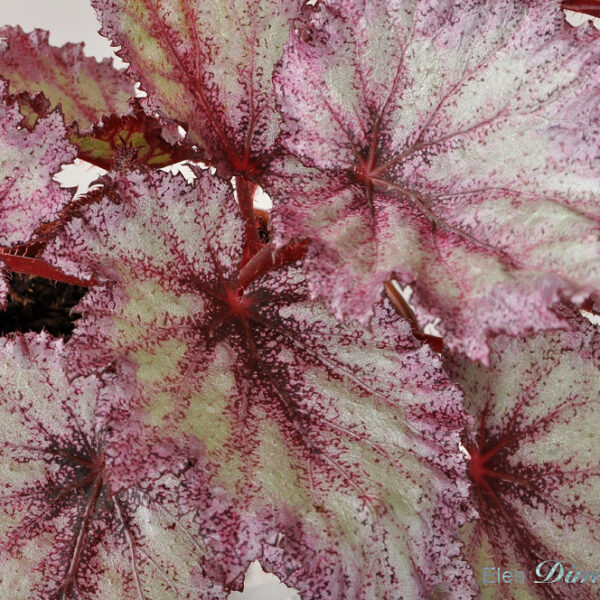 dsc_9233_566 dsc_9233_566