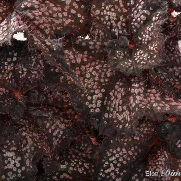 dsc_9393_404