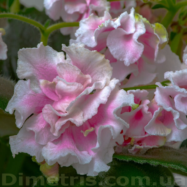 dsc_9530_178