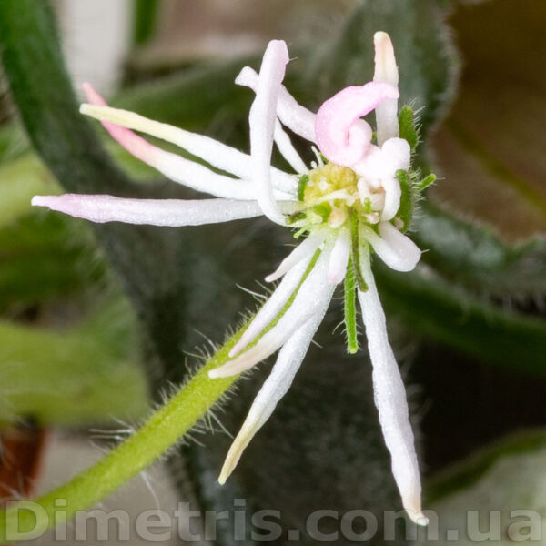 dsc_9806_125