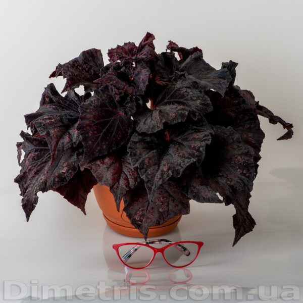 dsc___ae_550