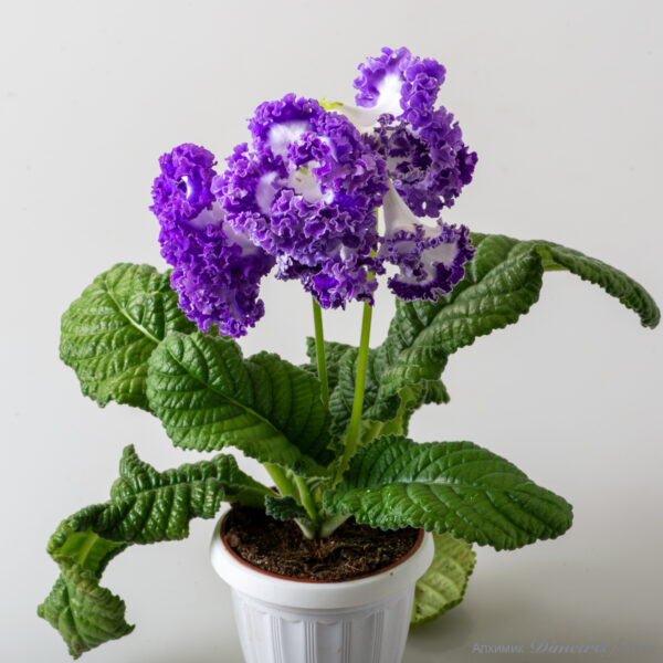 dsdim_995 dsdim_995