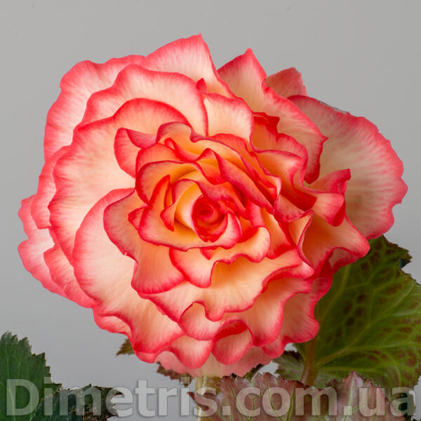 elsie_catterall_1_153