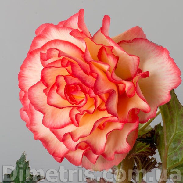 elsie_catterall_2_144