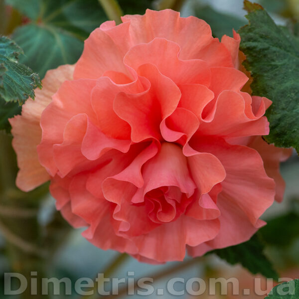 eva_grace_1_533