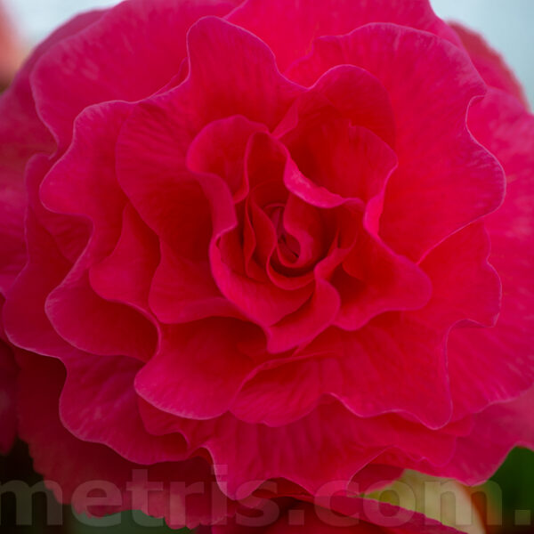falstaff_1_333