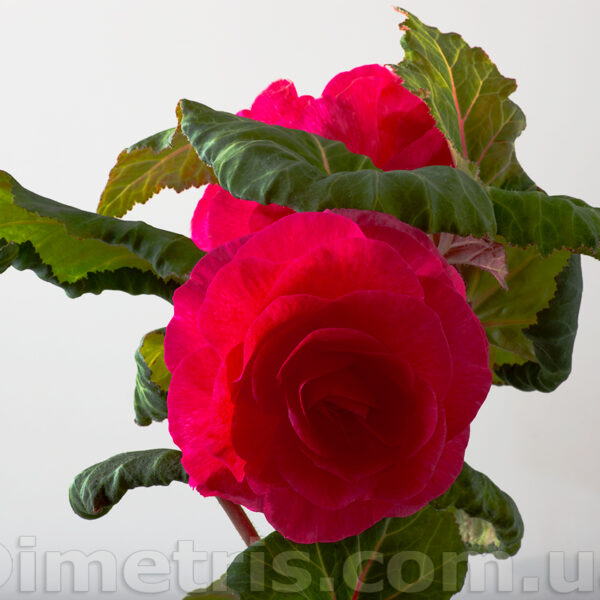 falstaff_619