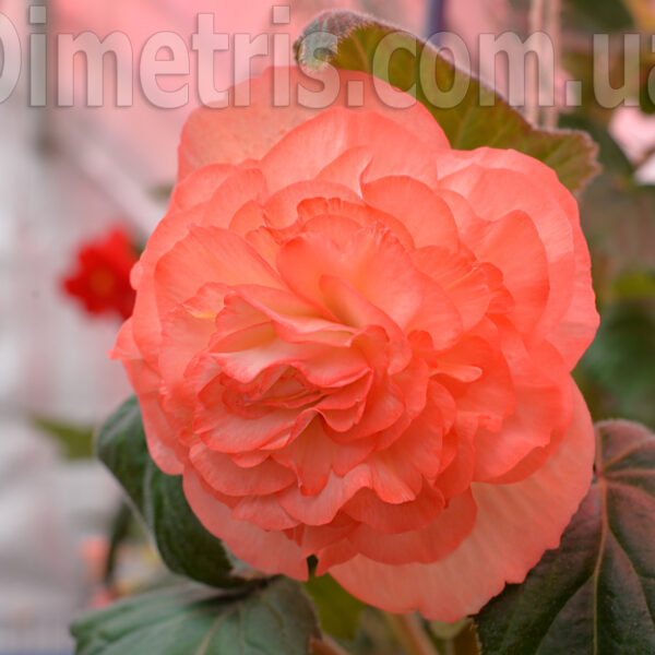 fiona_ramsay_126
