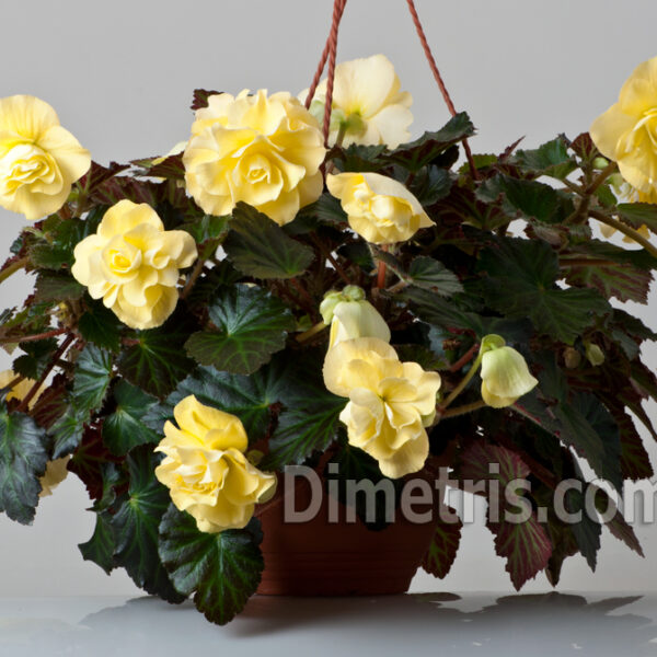 fragrant_falls_lemon_1_167