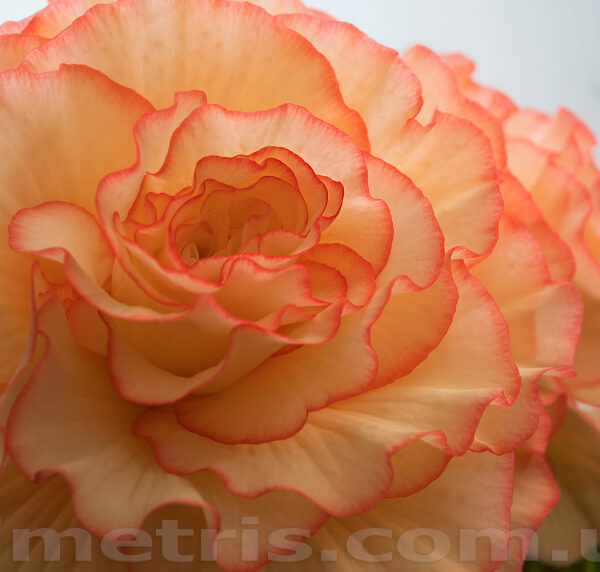 fred_martin_4_266
