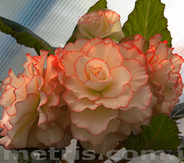 fred_martin_7_104