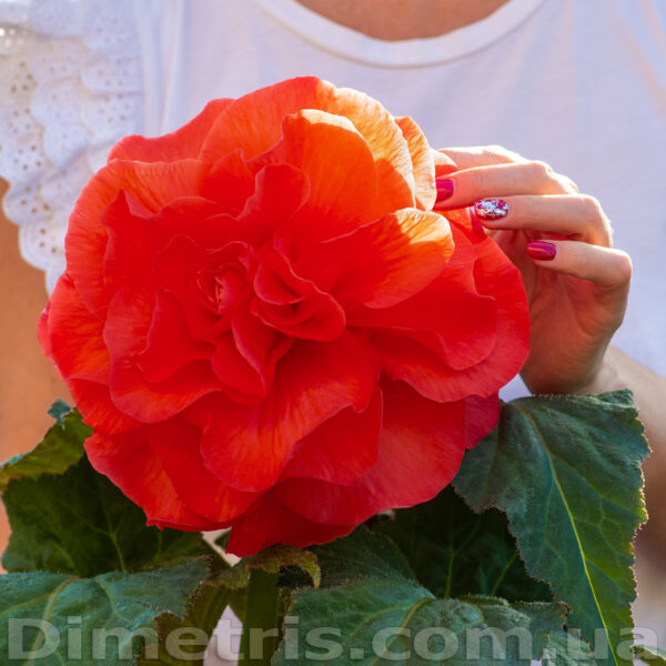 gipsy_852