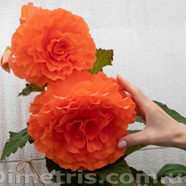 helen_jessica_2_146
