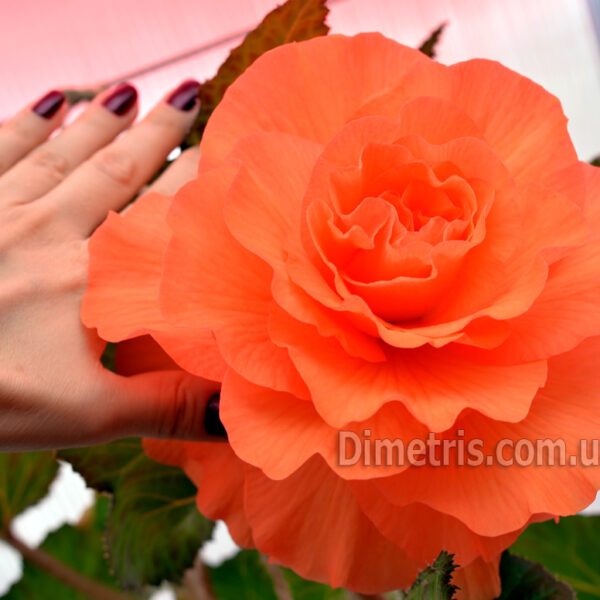 helen_jessica_3_743