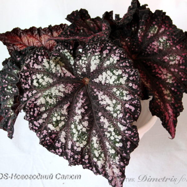 img_8240_117