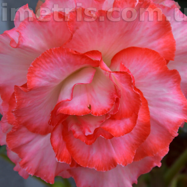 isabel_keenan_1_119