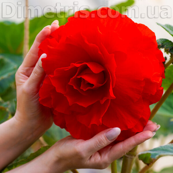 linda_jackson_3_128