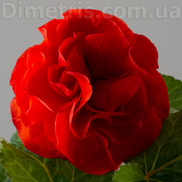 mosie_fadime_111