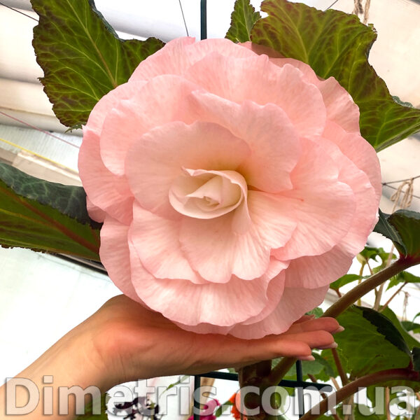 powder_puff_1_156