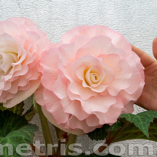 powder_puff_2_355