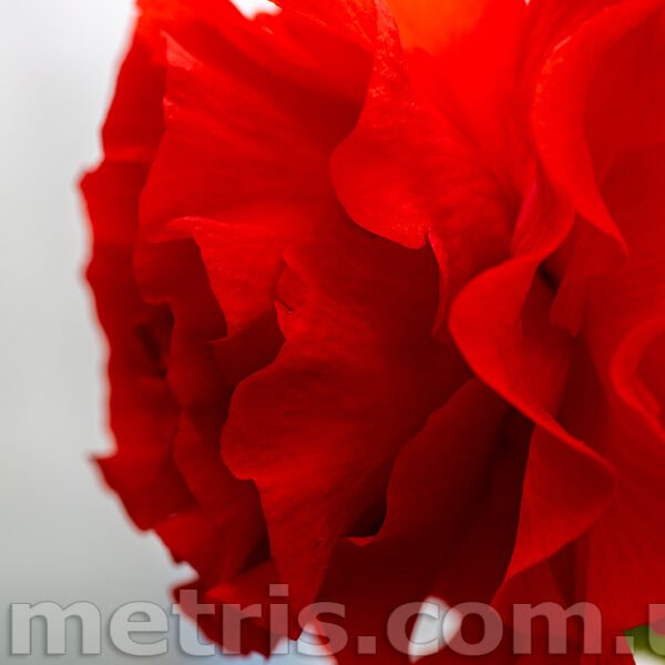 sceptre_7_105