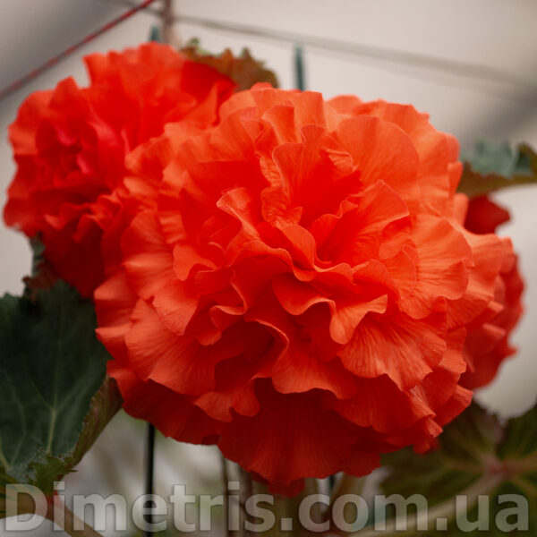 sea_coral_1_243
