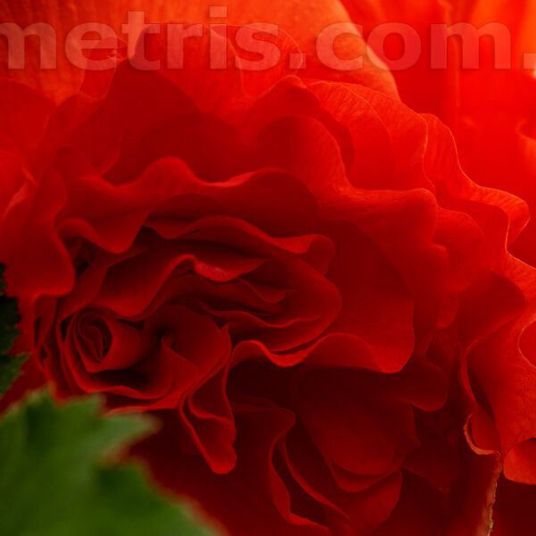 sea_coral_205