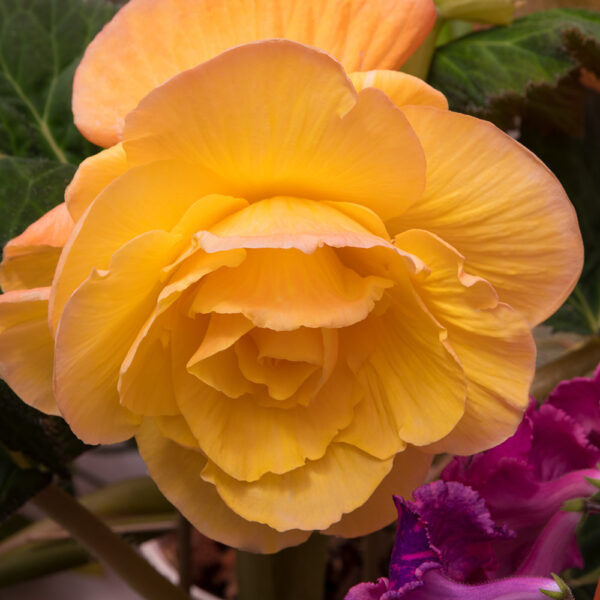 solaris_423
