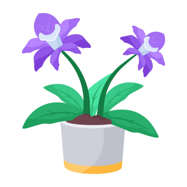 streptocarpus