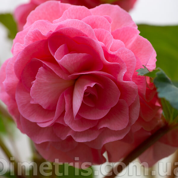 sweet_dreams_2_262
