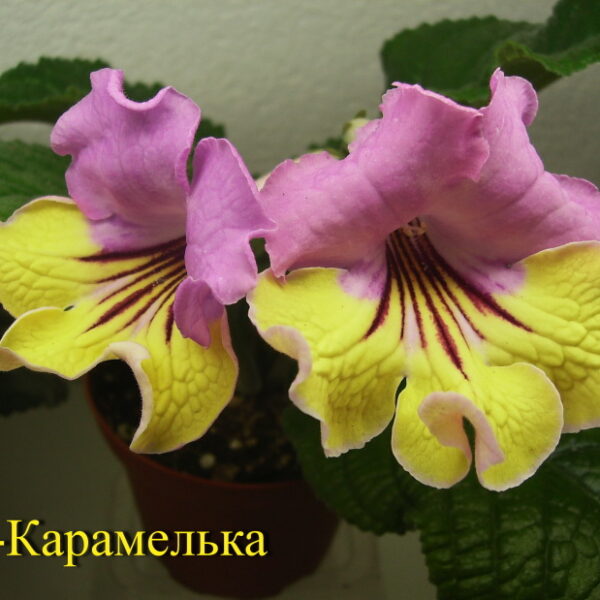 012_796 012_796